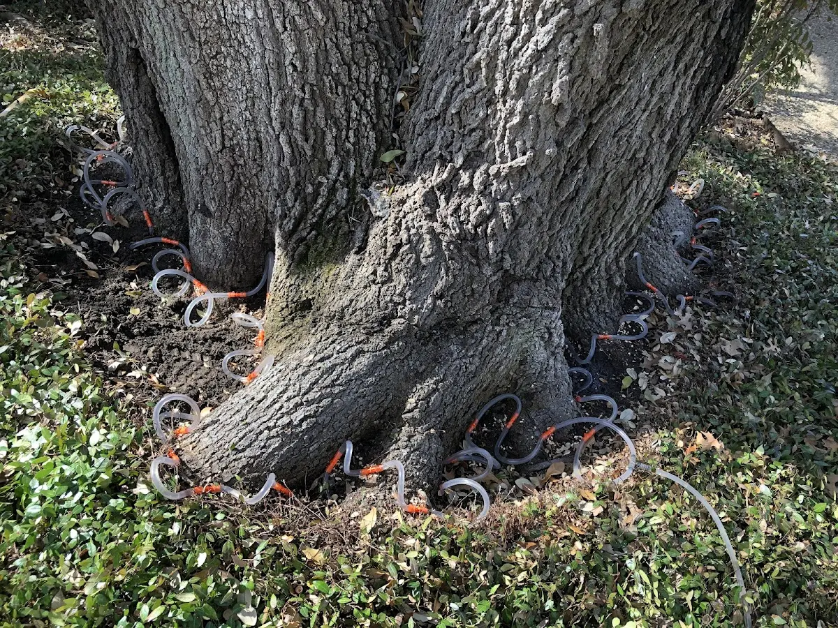 Detailed Shrub and Hedge Trimming job site in Orange Cove