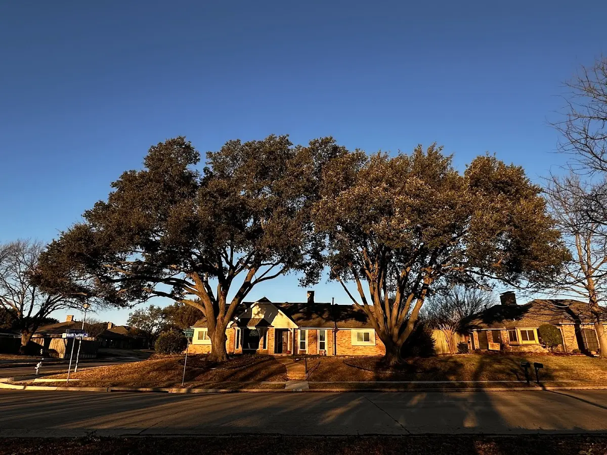 Established residential canopy tree shading a home in Orange Cove